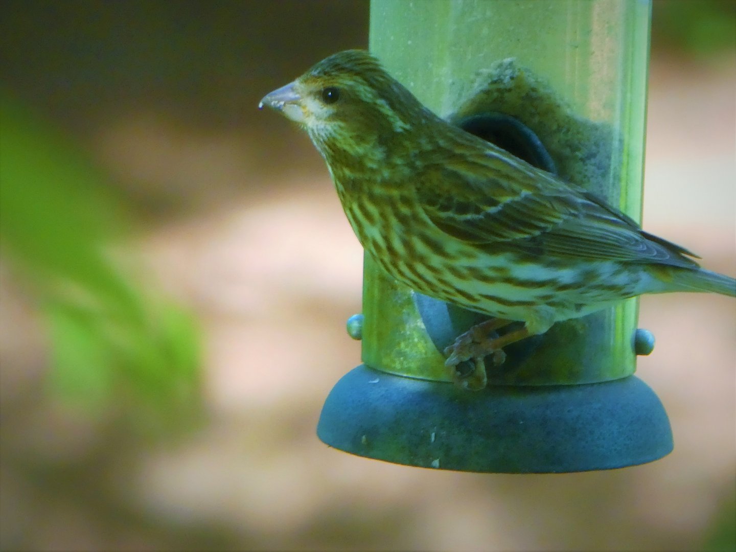 Purple Finch