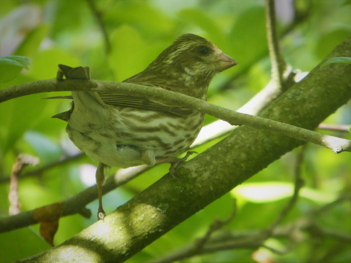 Purple Finch