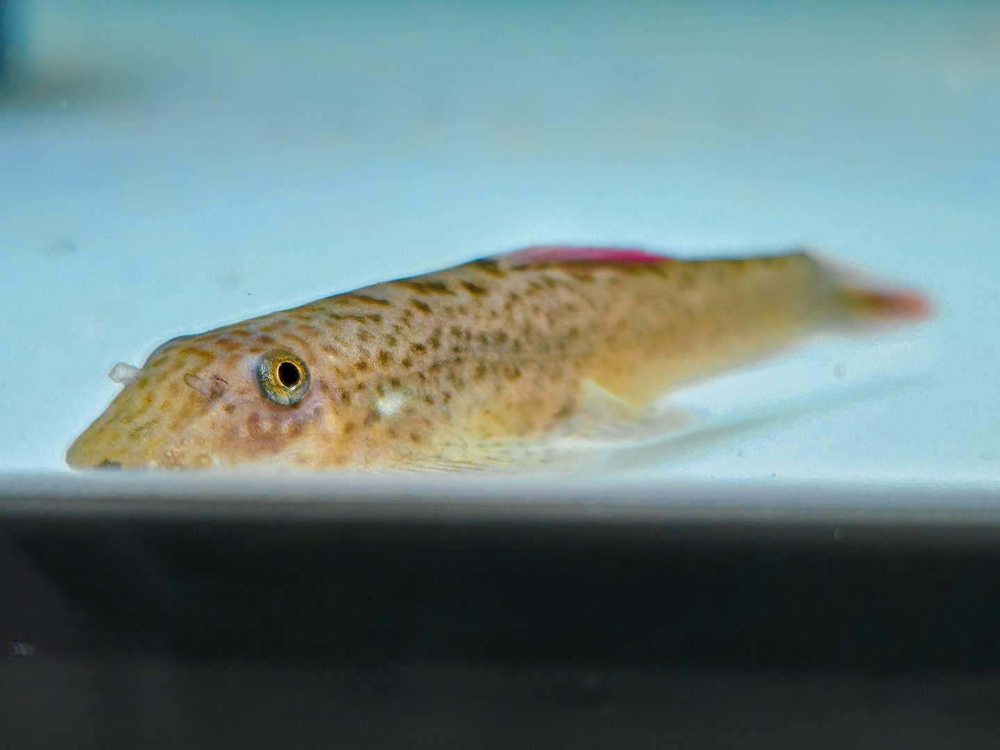 Purple Firefin Hillstream Loach (Pseudogastromyzon laticeps)