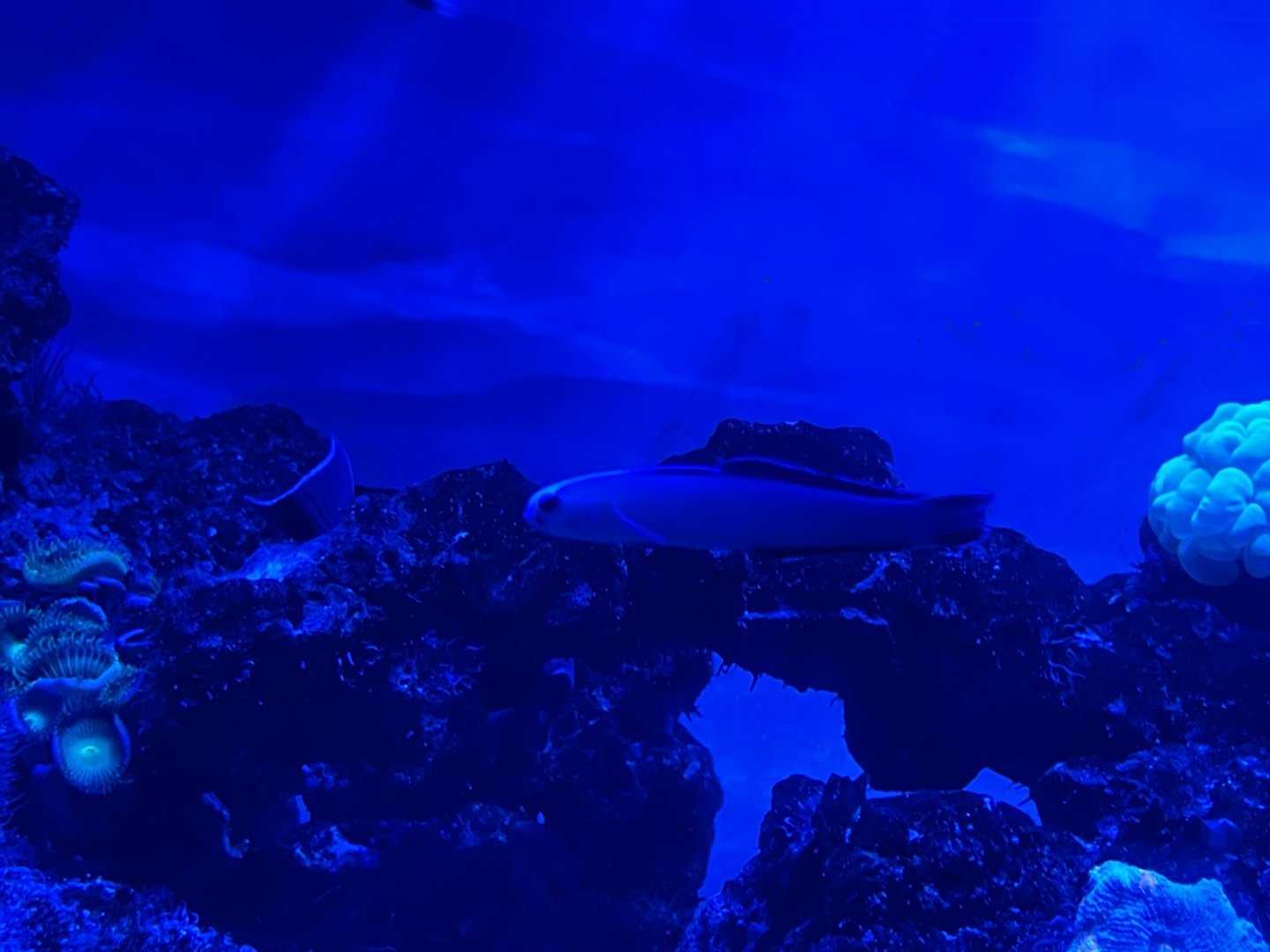 purple firefish (nemateleotris decora)