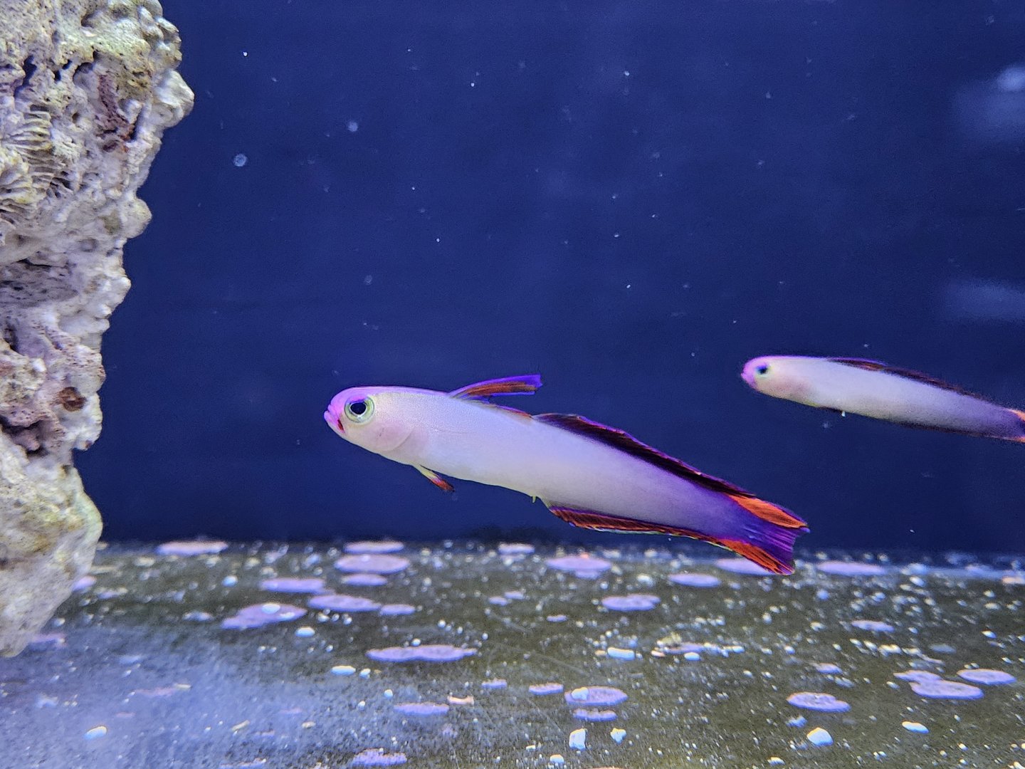 Purple Firefish