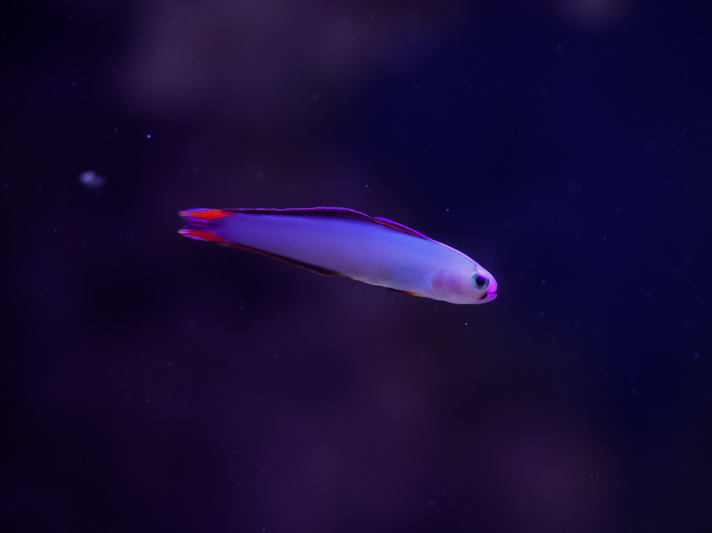 Purple Firefish