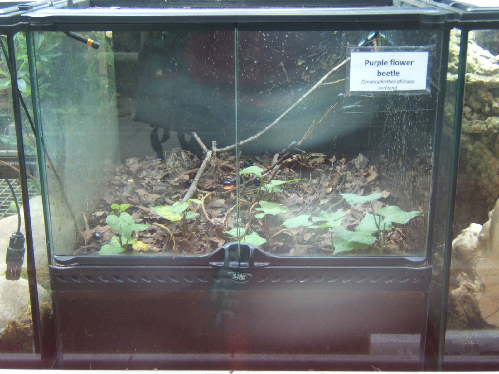 Purple Flower Beetle