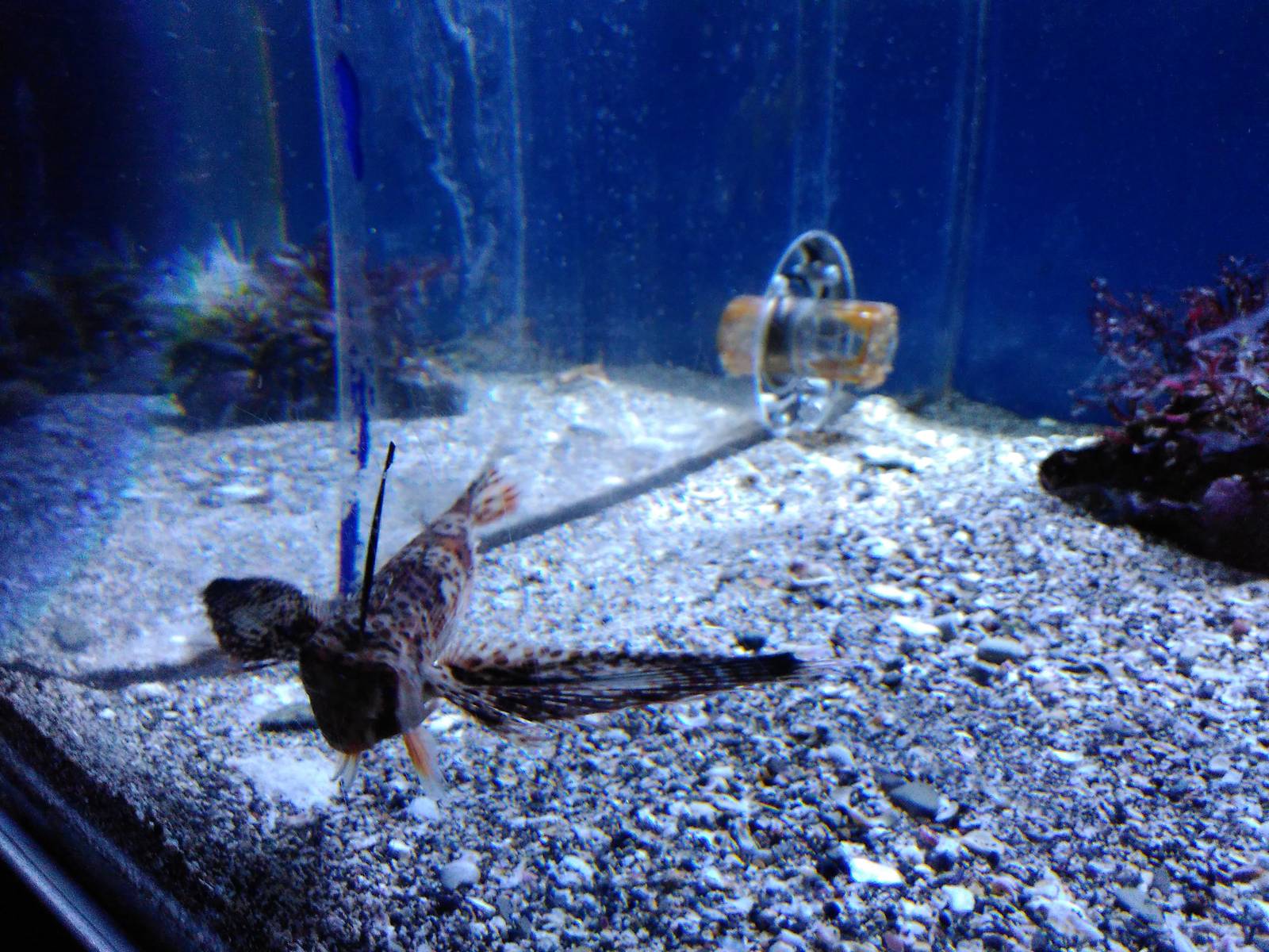 Purple flying gurnard