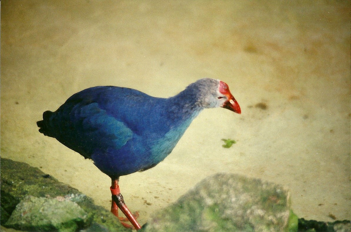Purple Gallinule 10th October 1998