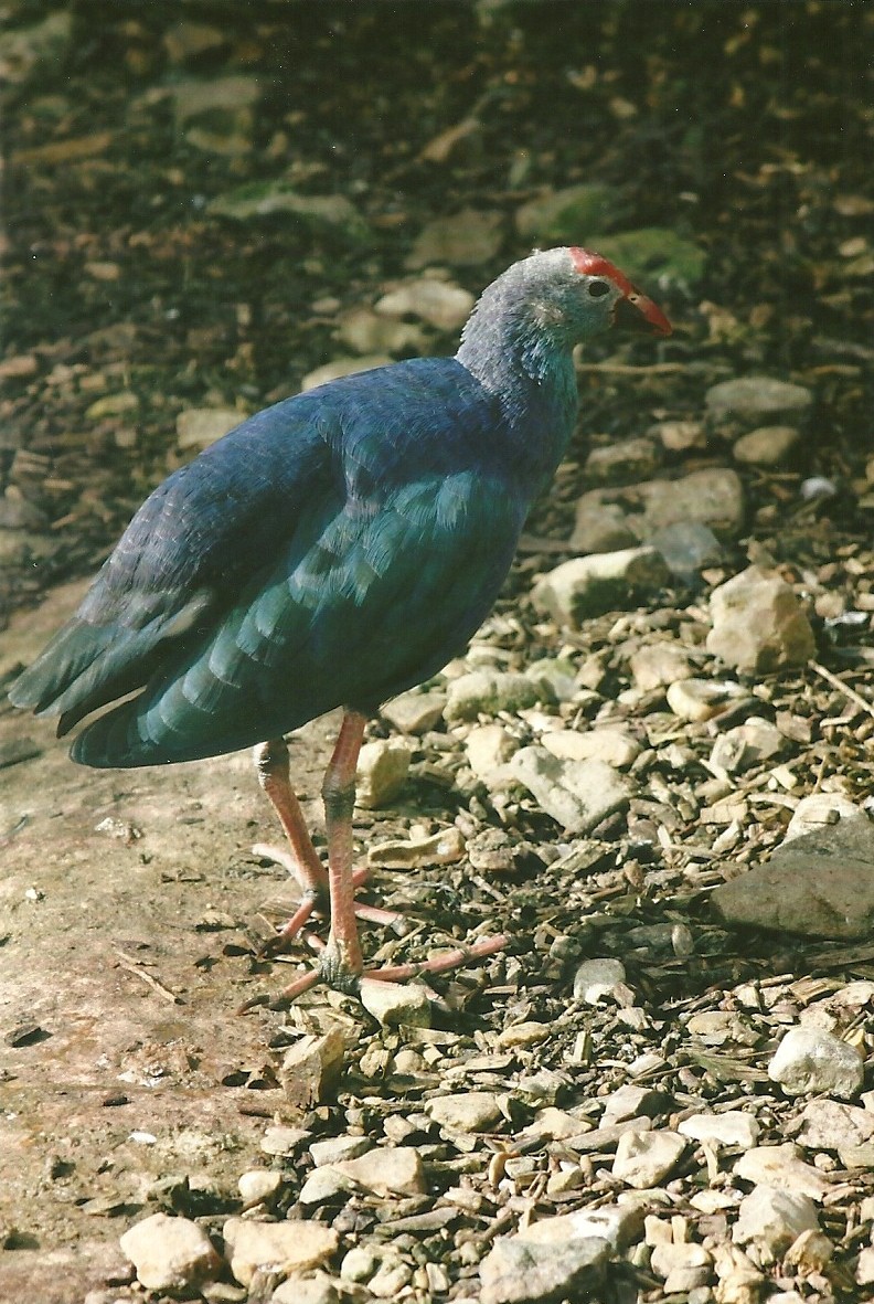 Purple Gallinule 11th September 2012