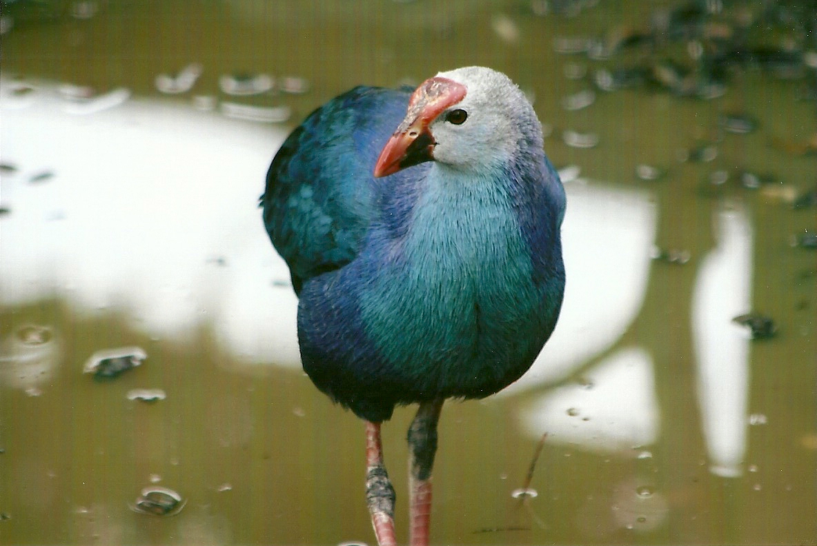 Purple Gallinule 11th September 2012