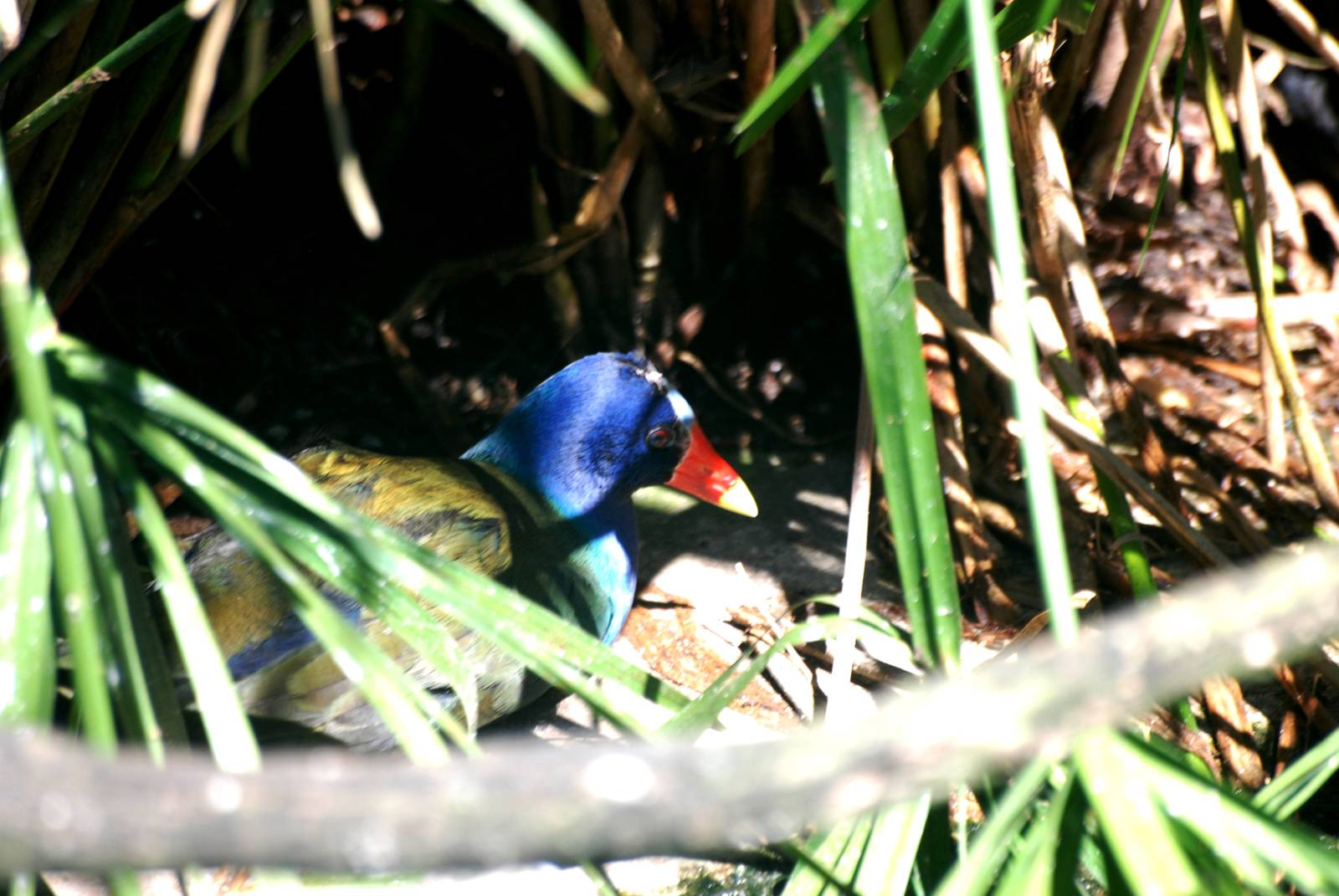 Purple Gallinule at Jacksonville, 10/10/13