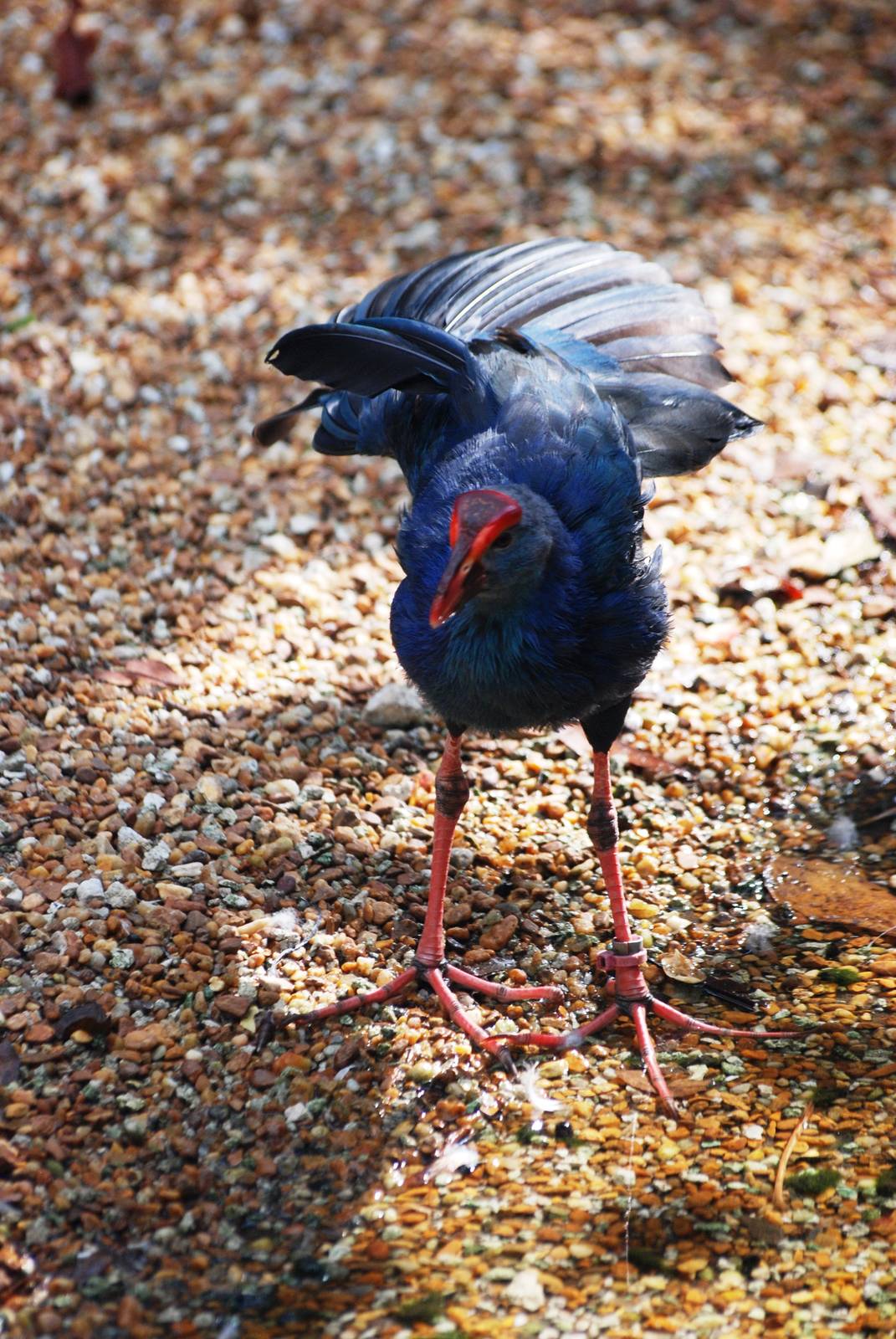 Purple Gallinule at Miami, 12/10/13
