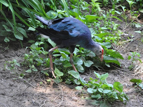 Purple Gallinule in Kishinev Zoo