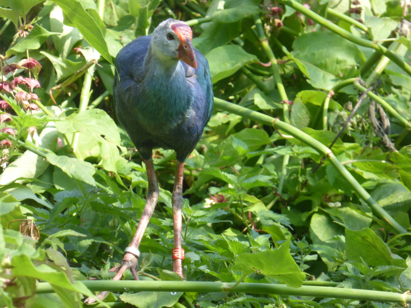 Purple gallinule - Madagascar exhibit
