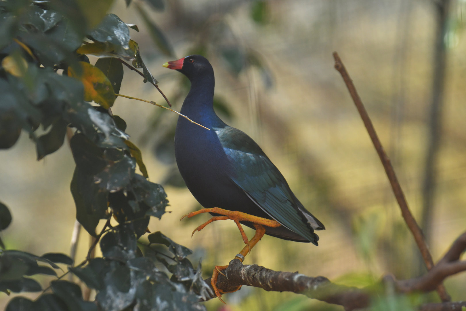 Purple Gallinule Porphyrio martinica
