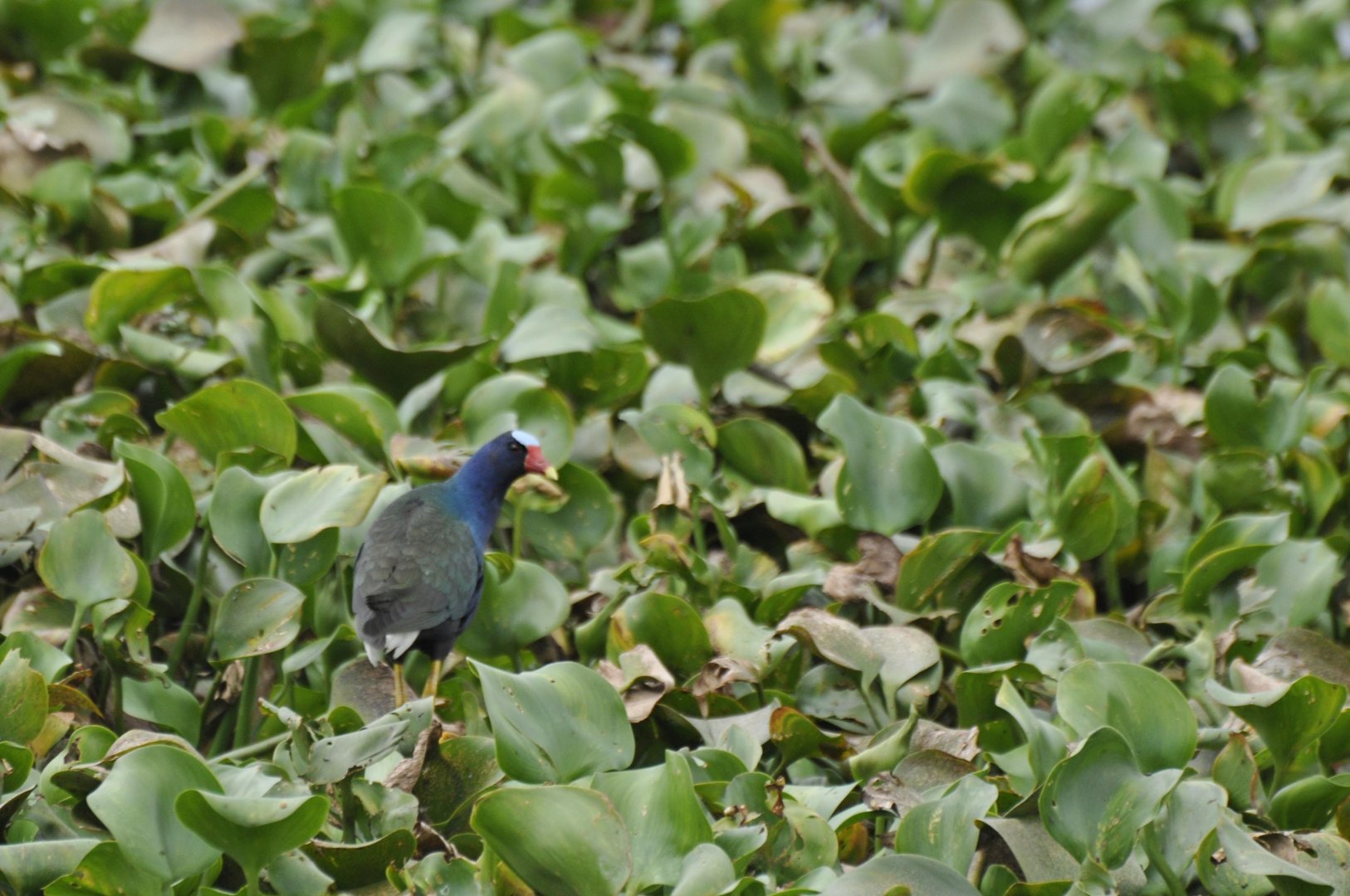 Purple Gallinule (Porphyrio martinicus)