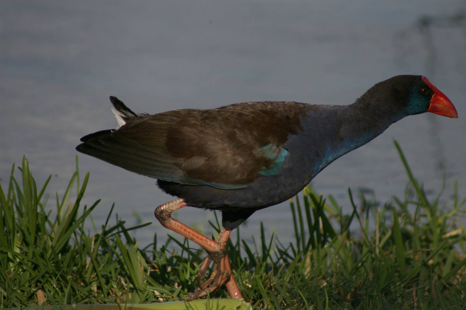 Purple gallinule (Porphyrio porphyrio bellus)