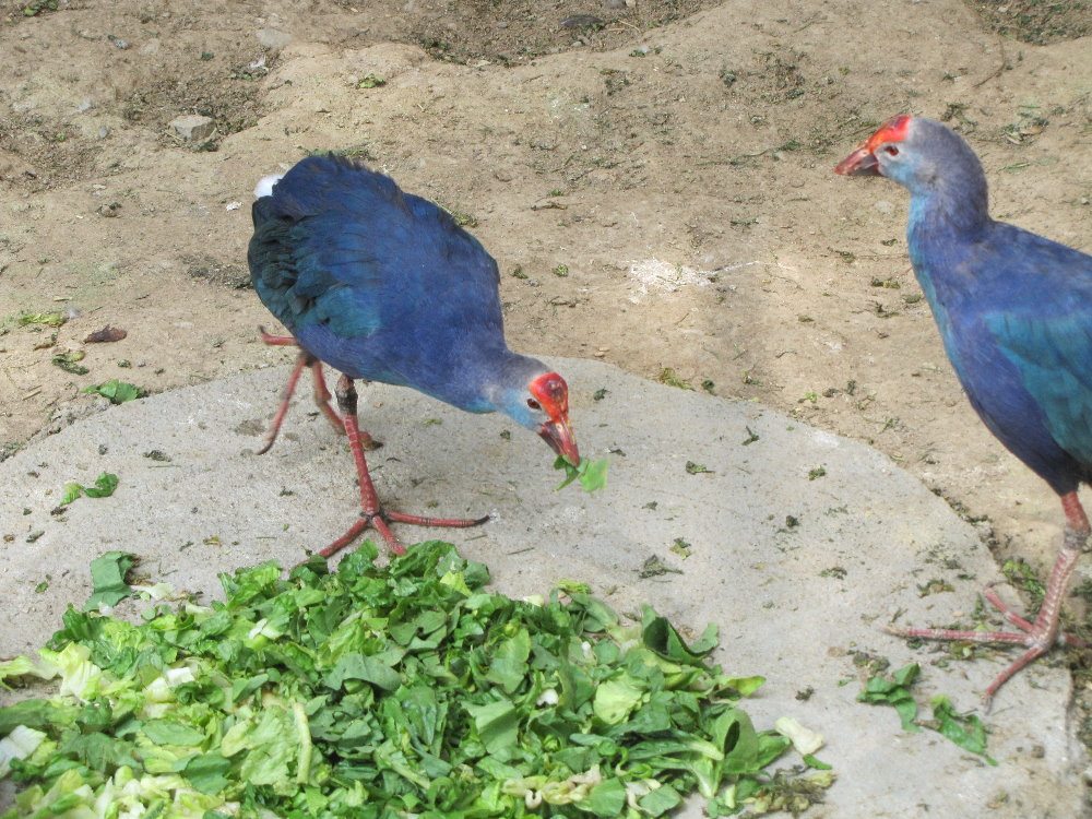 purple gallinule(tehran zoo)