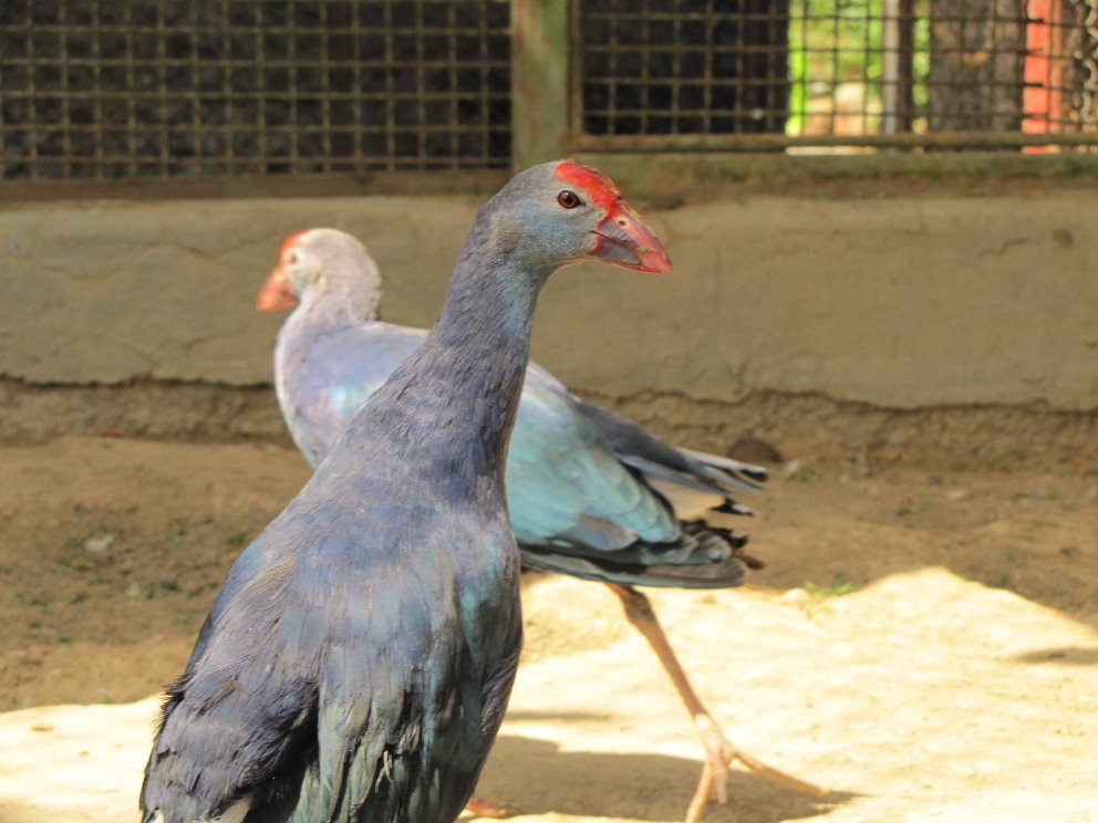 purple gallinule(tehran zoo)
