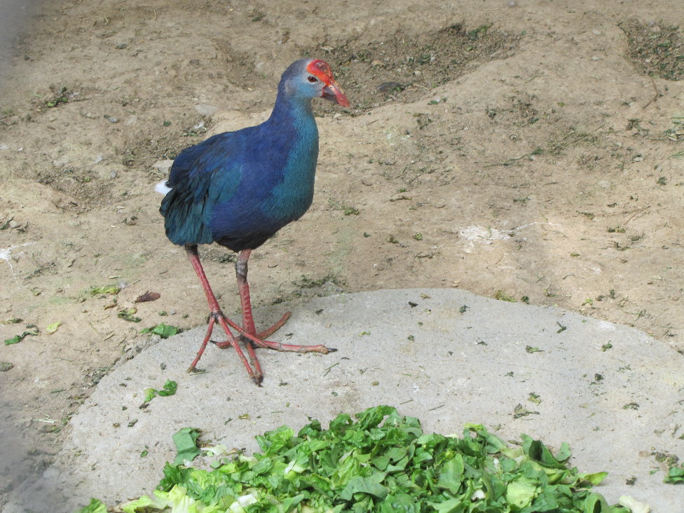 purple gallinule(tehran zoo)