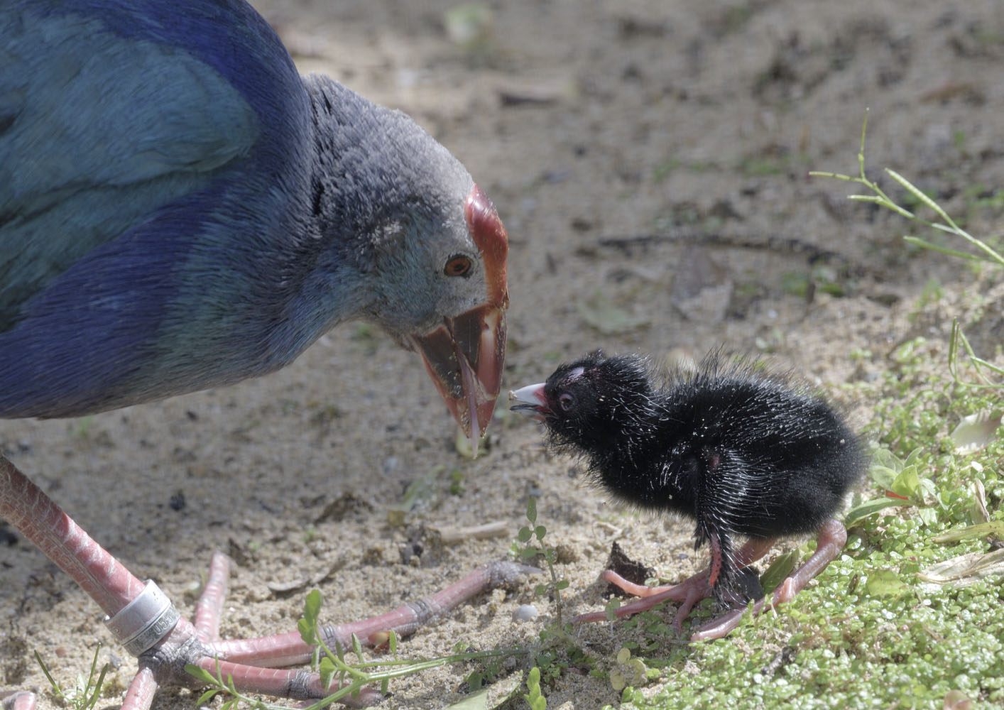 Purple gallinule with newly hatched chick
