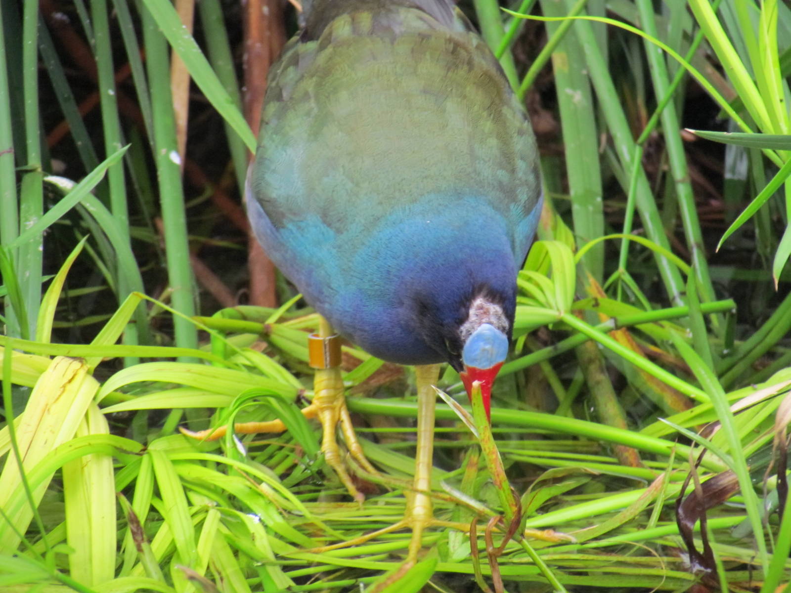 Purple Gallinule