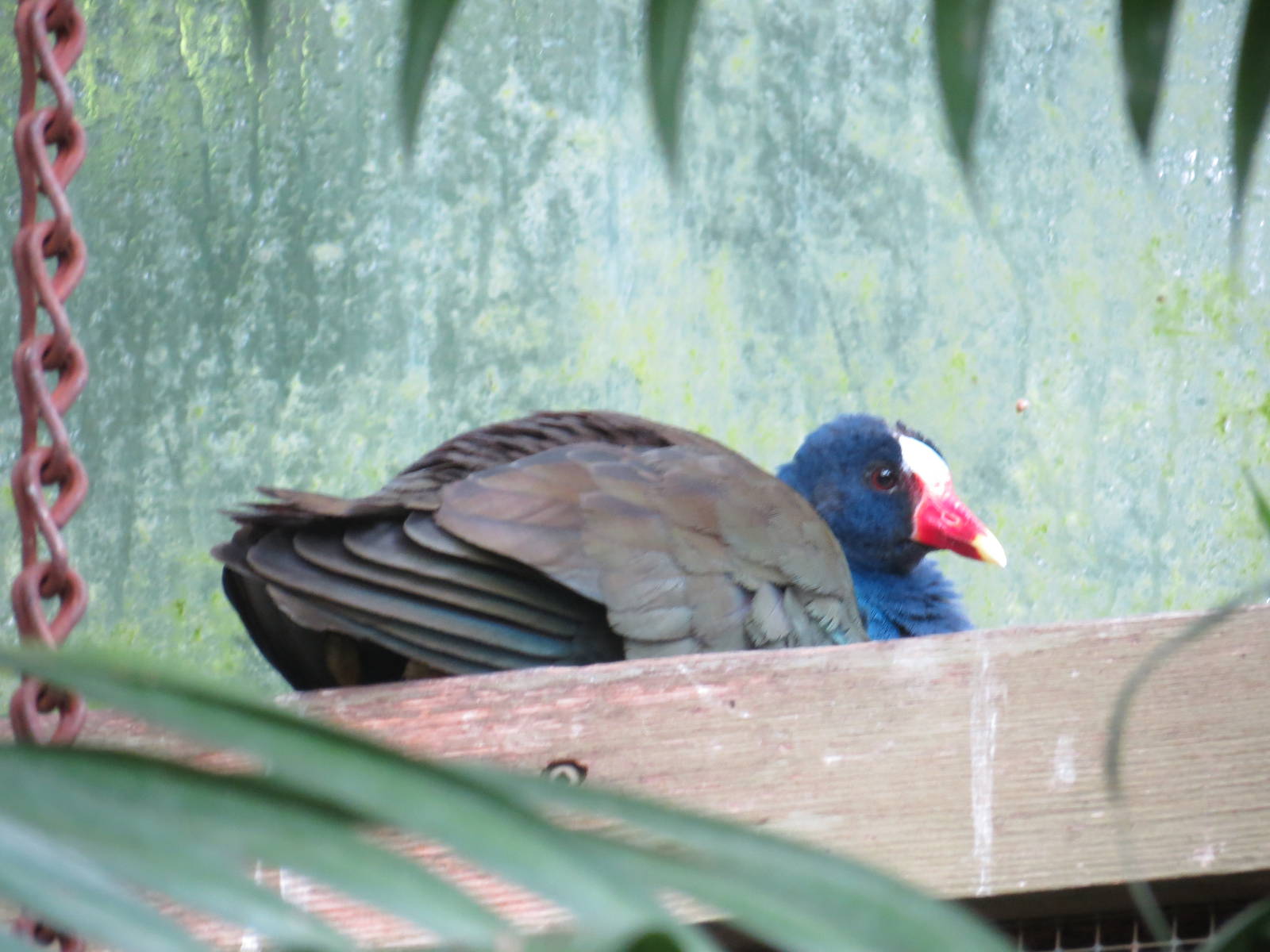 Purple Gallinule
