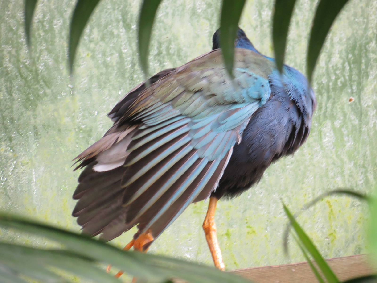Purple Gallinule