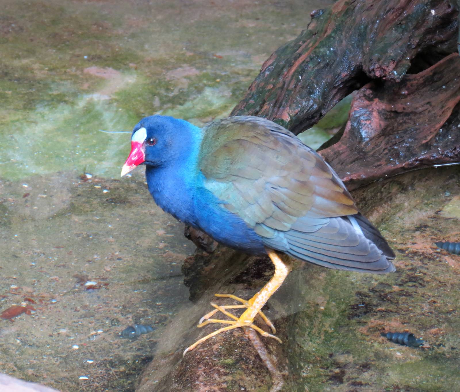 Purple Gallinule