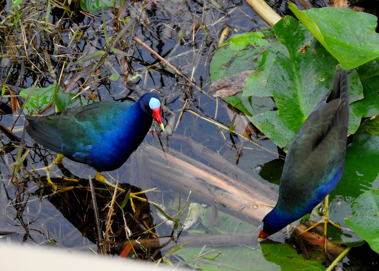 Purple Gallinule