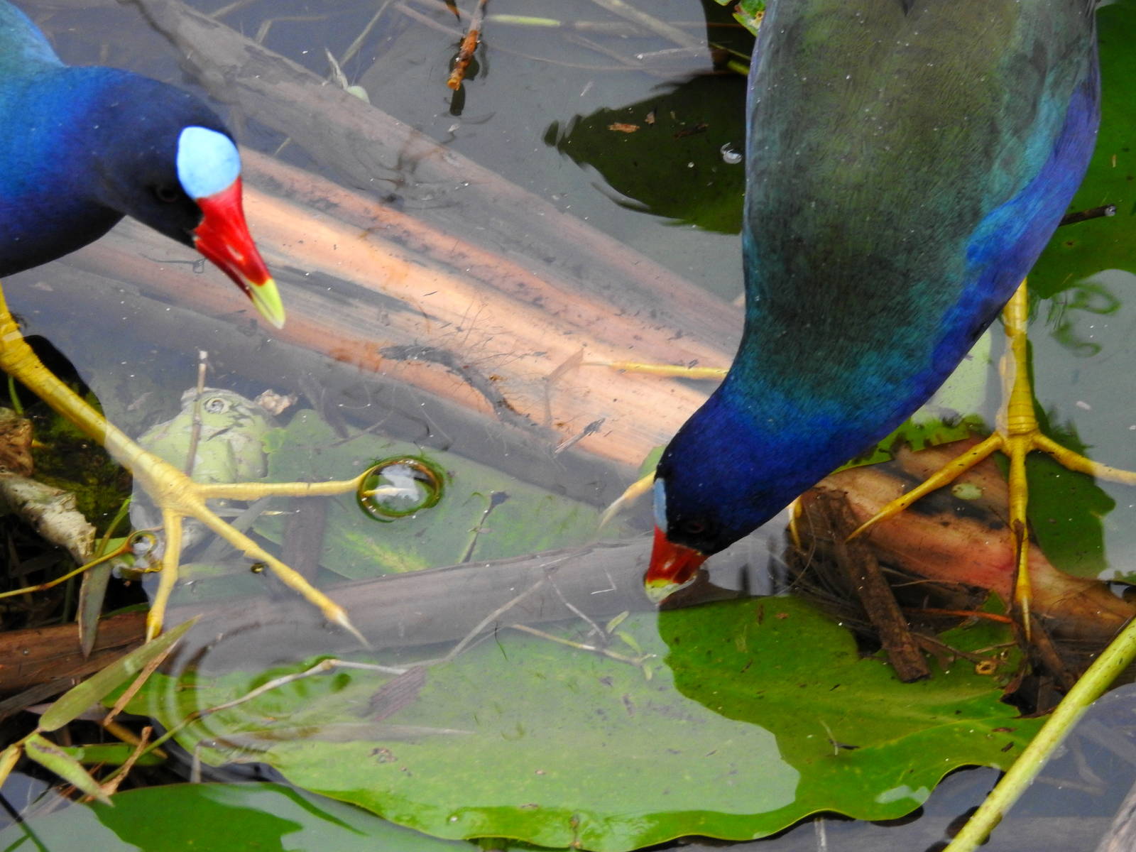 Purple Gallinule
