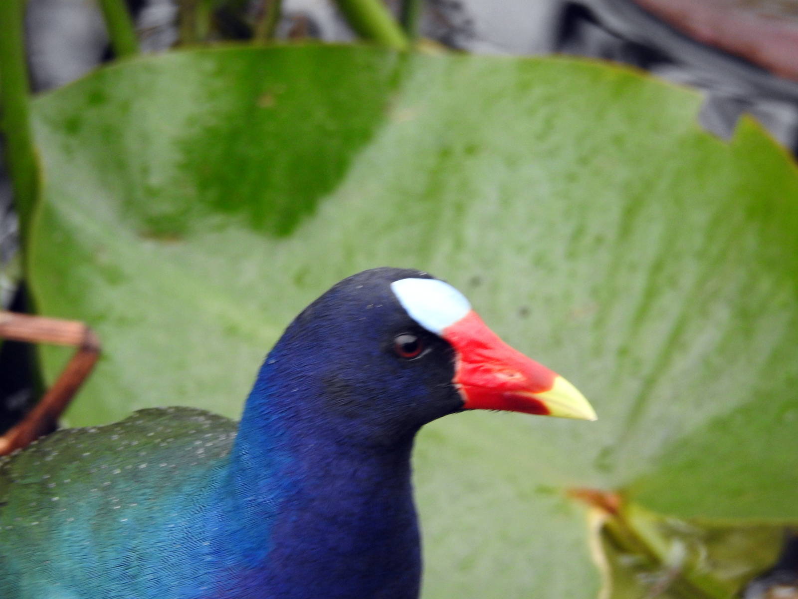 Purple Gallinule