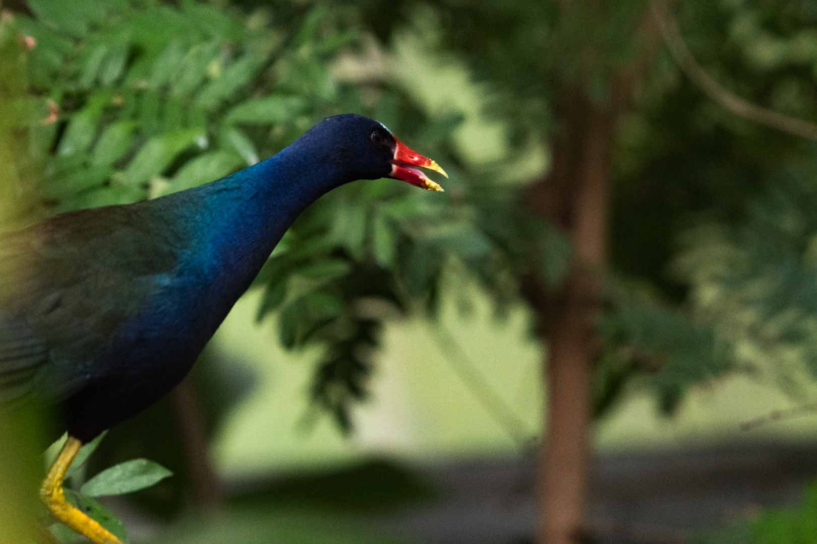 Purple Gallinule