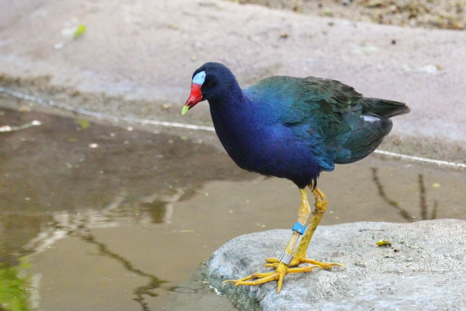 Purple Gallinule