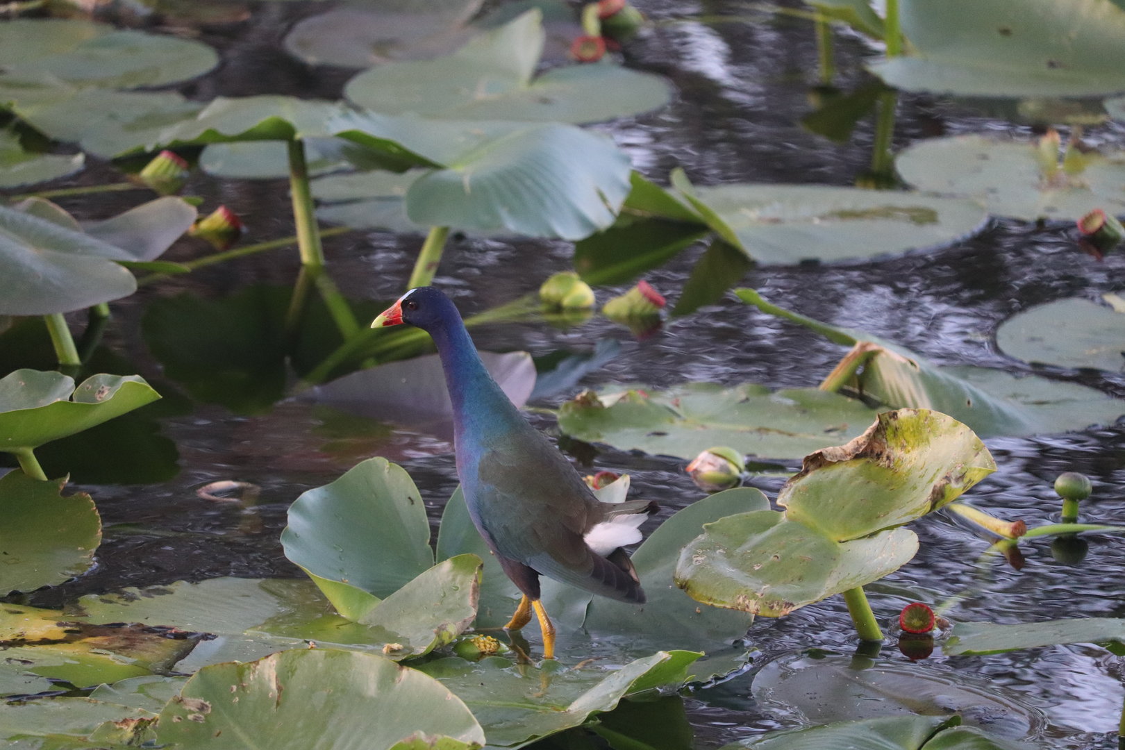 Purple Gallinule
