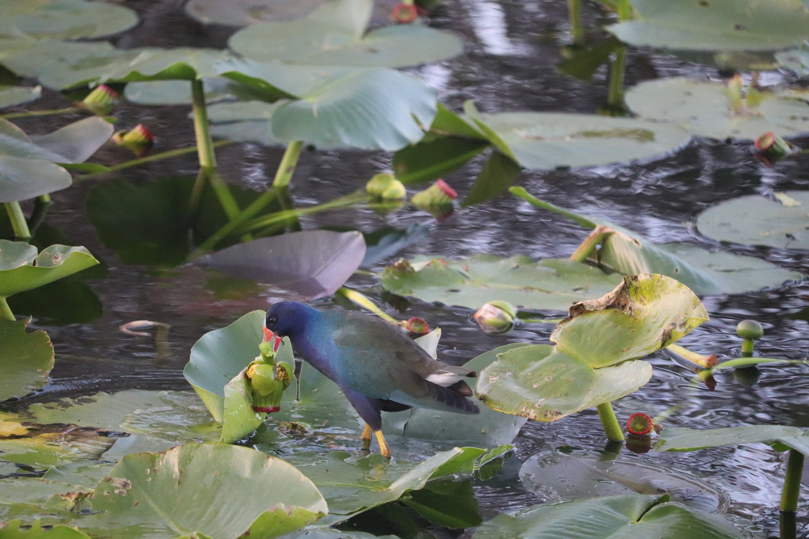 Purple Gallinule