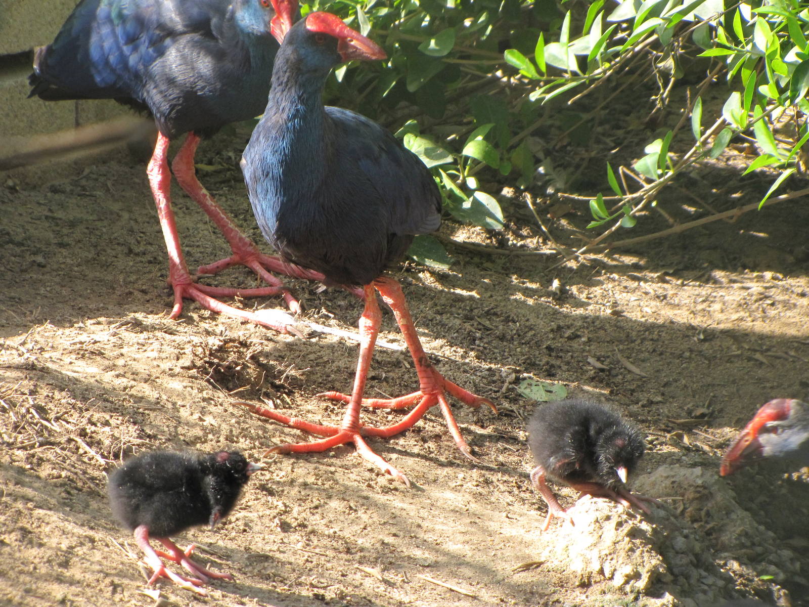 purple gallinule