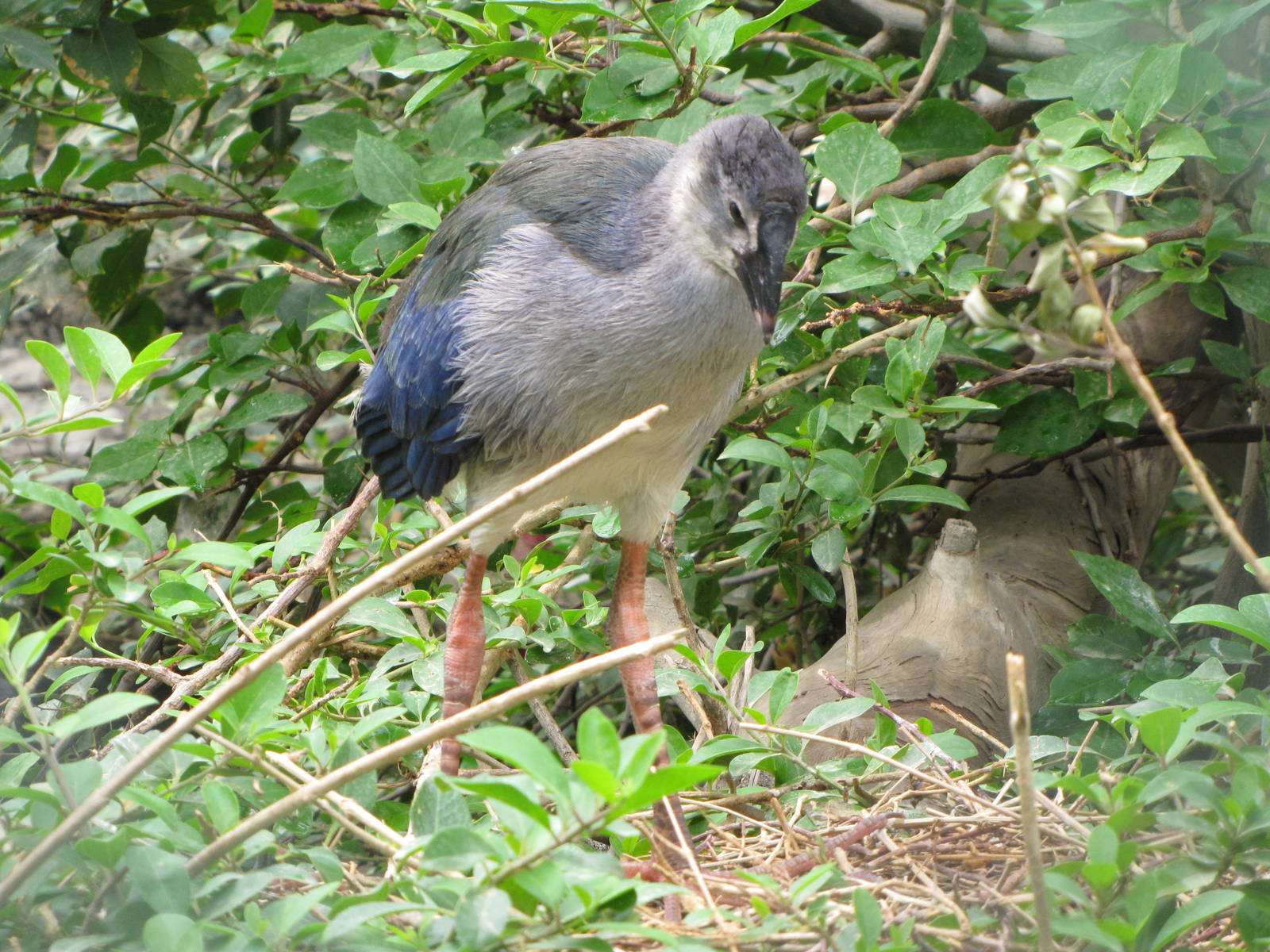 purple gallinule