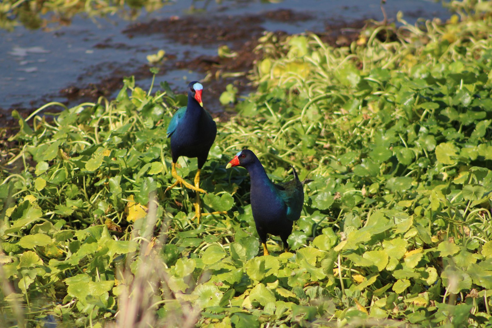 Purple Gallinules (Porphyrio martinica)