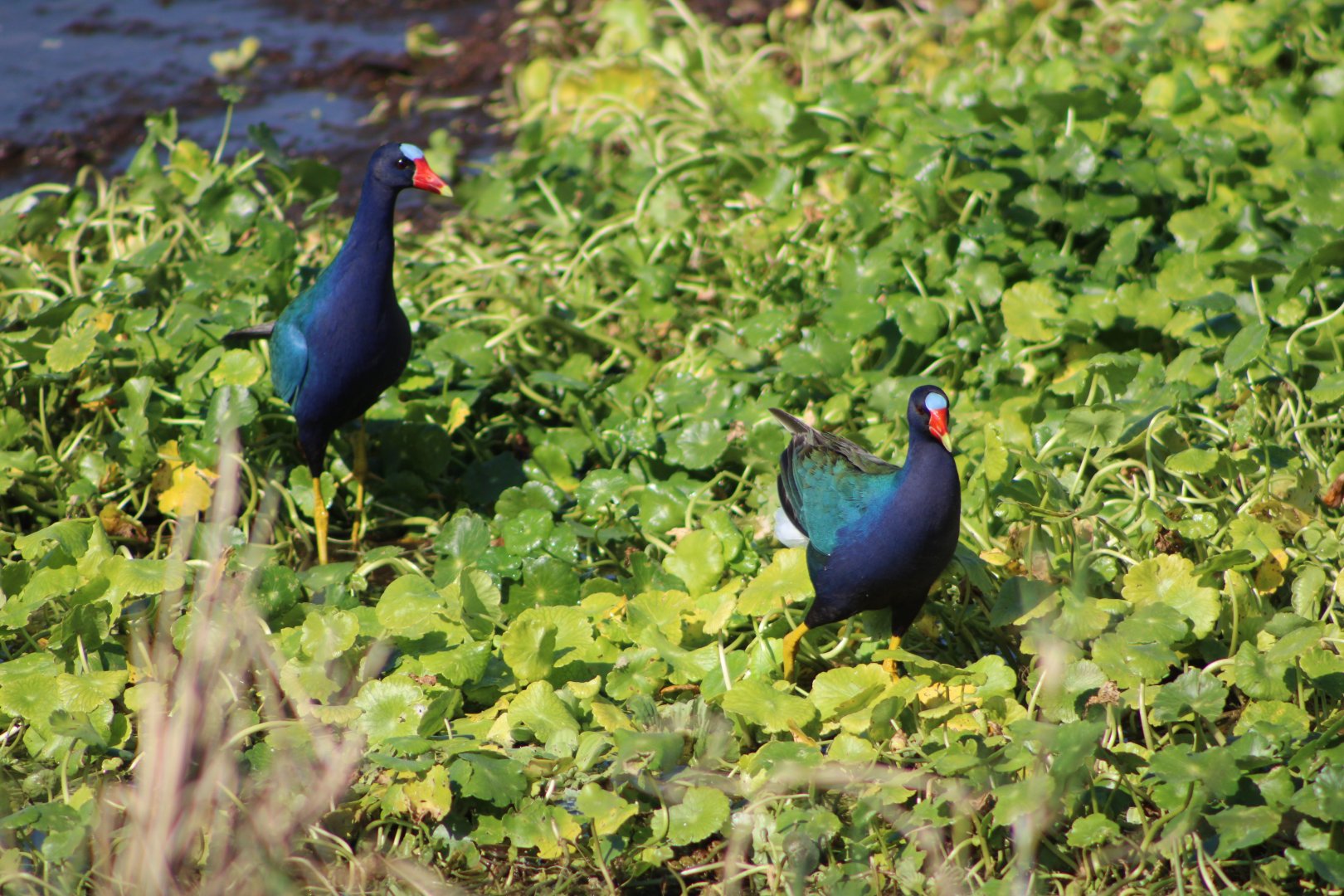 Purple Gallinules (Porphyrio martinica)