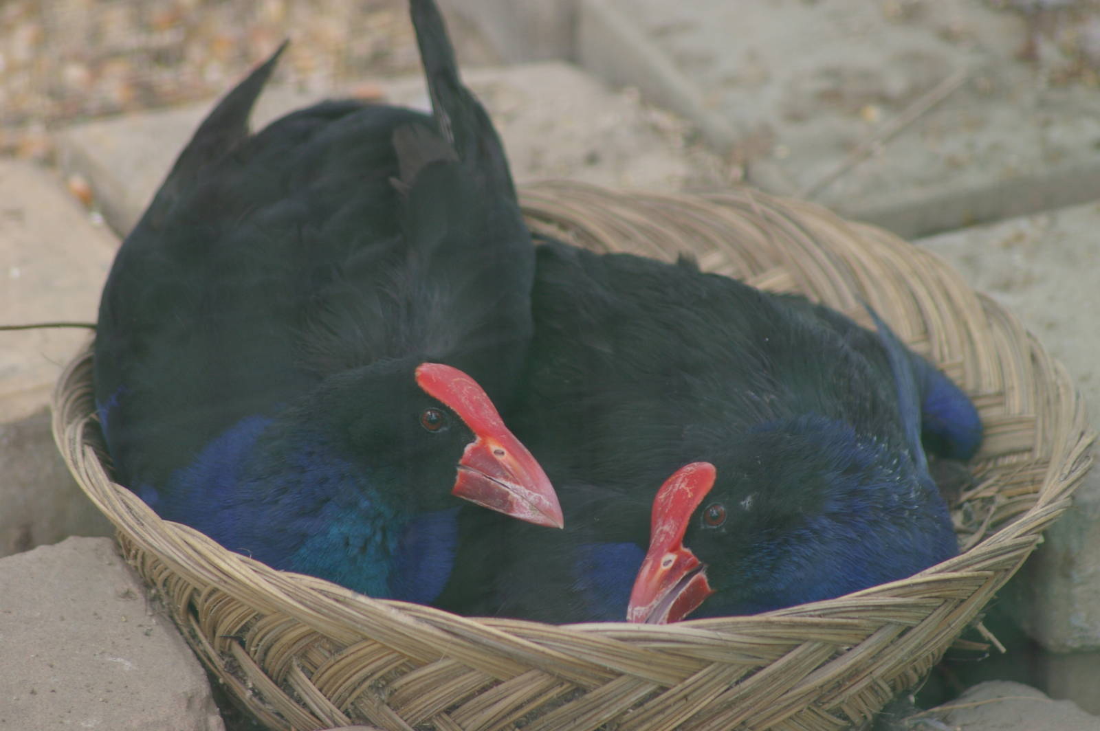purple gallinules (Porphyrio porphyrio)