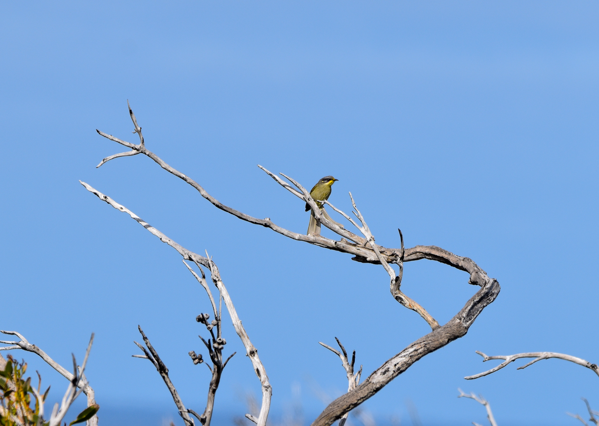 Purple-gaped Honeyeater