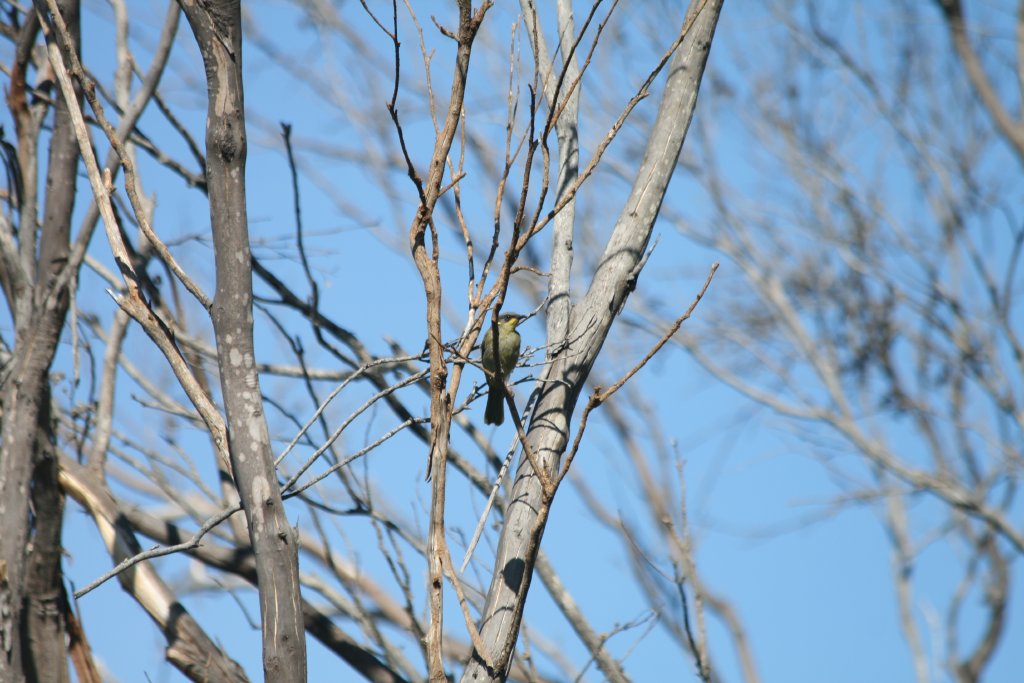 Purple-gaped Honeyeater