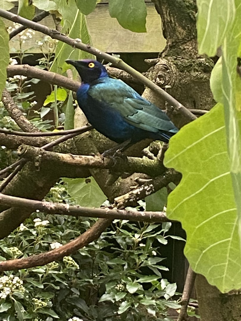 Purple glossy-starling 061121