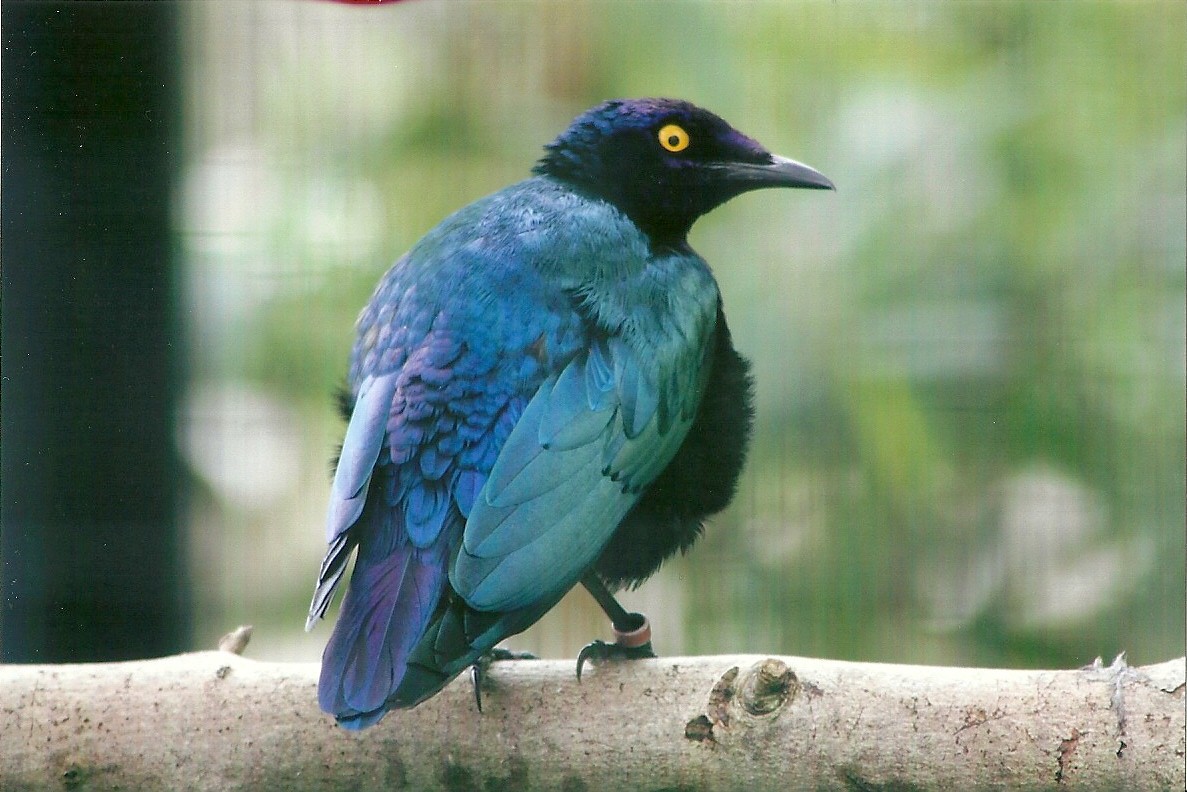 Purple Glossy Starling 10th September 2012