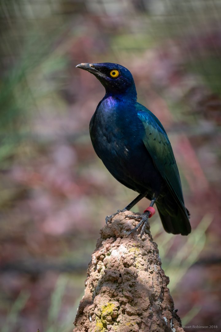 Purple Glossy Starling - 14/07/2018
