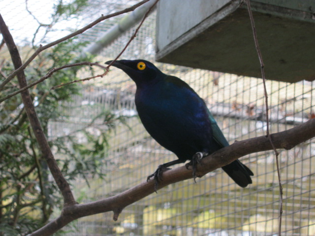 Purple Glossy Starling 2015