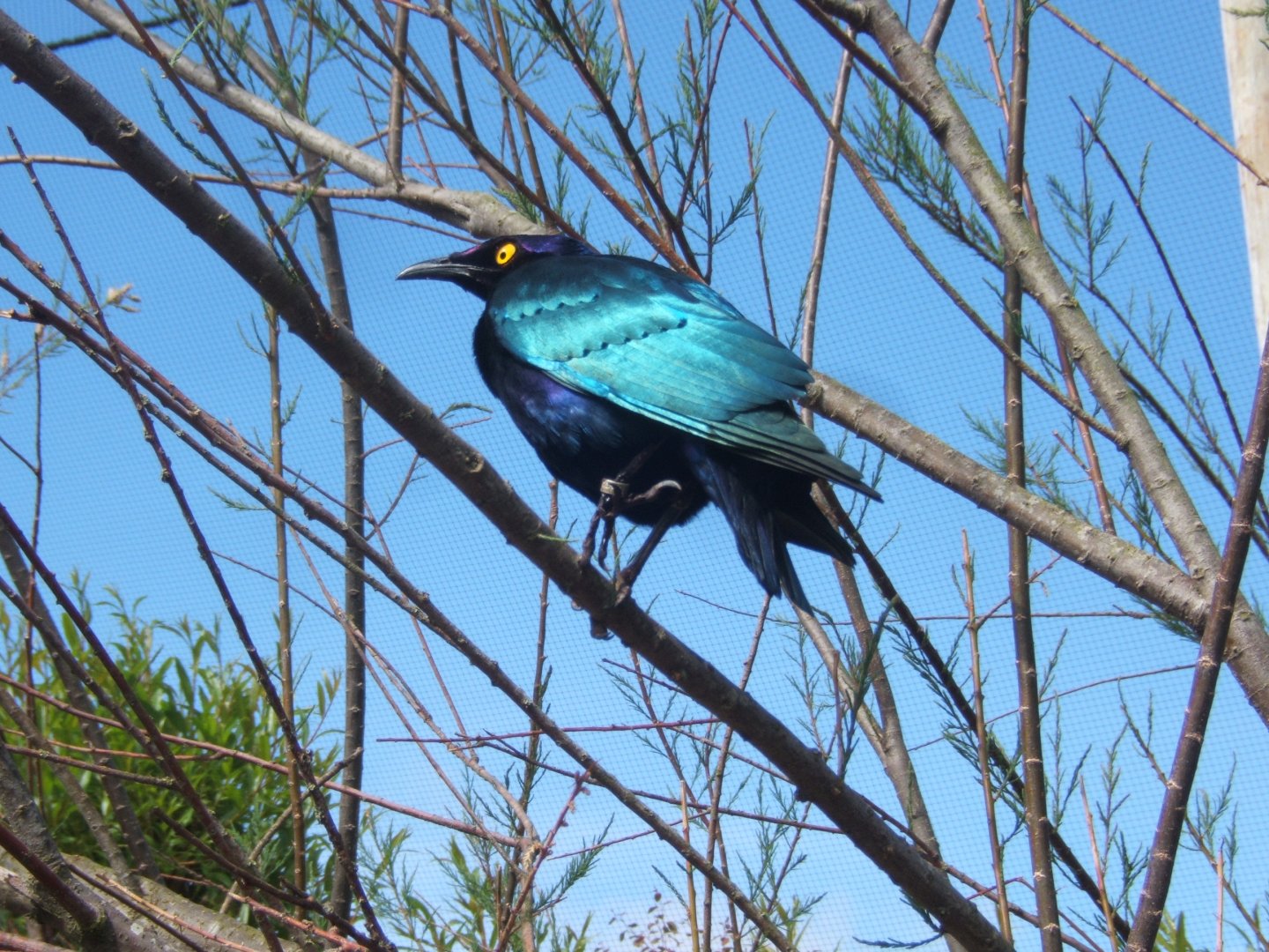 Purple Glossy Starling 25/05/2019