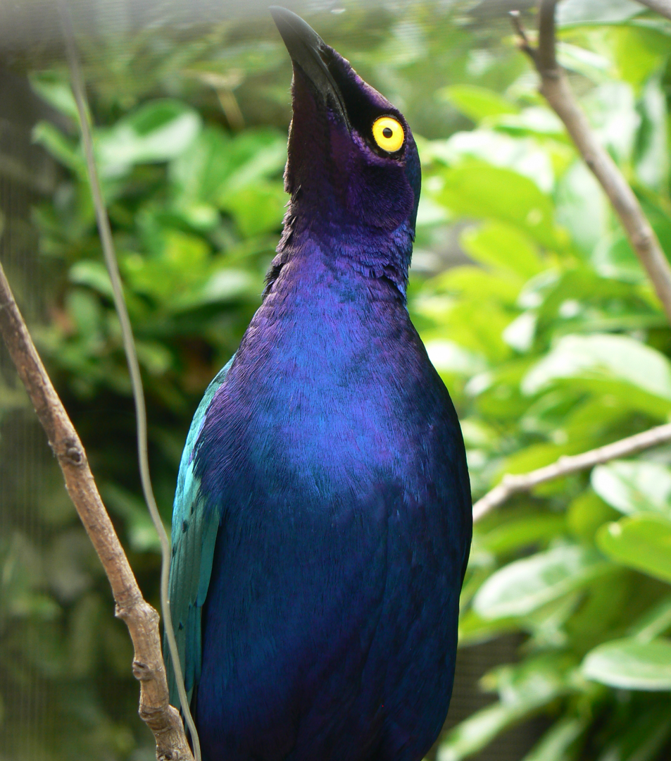 Purple Glossy-starling - 26 June 2017