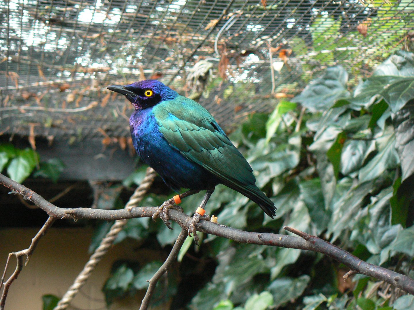 Purple Glossy-starling - 7 January 2018