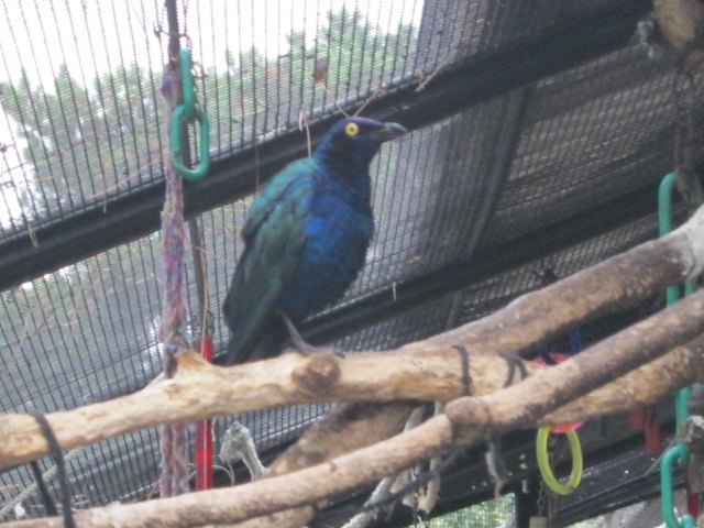 Purple Glossy Starling August 2014.