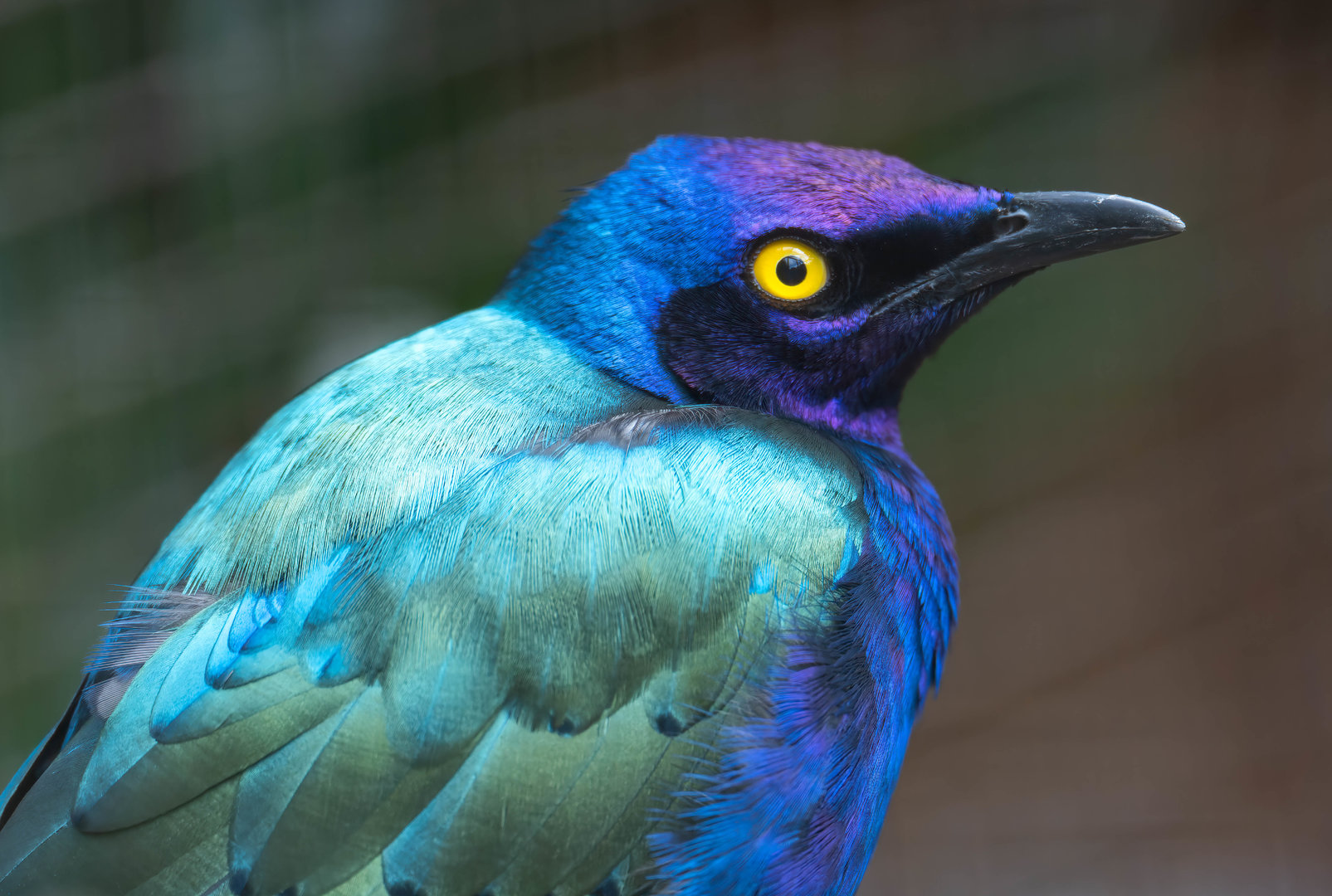 Purple glossy Starling, CWP, UK