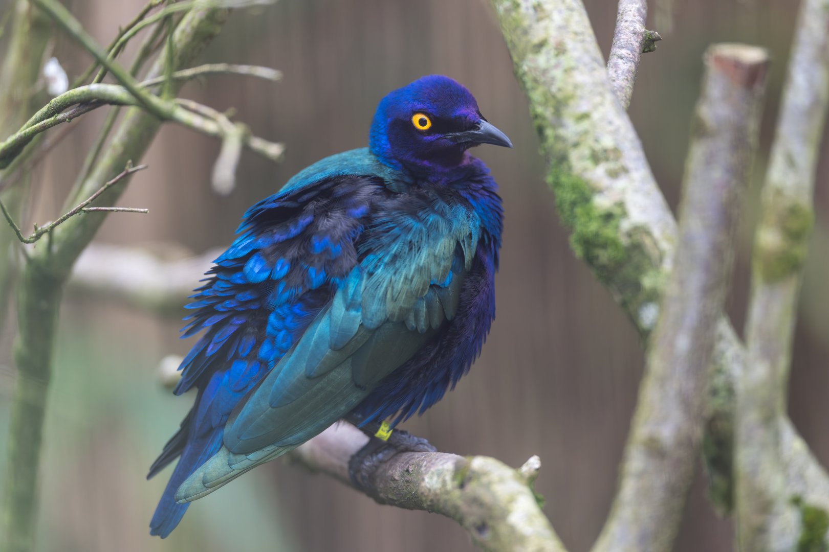 Purple Glossy Starling, CWP, UK